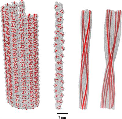 Quantum-enhanced photoprotection in neuroprotein architectures emerges from collective light-matter interactions